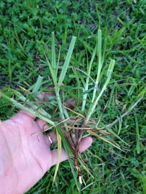 Weed Identification Is This Quackgrass