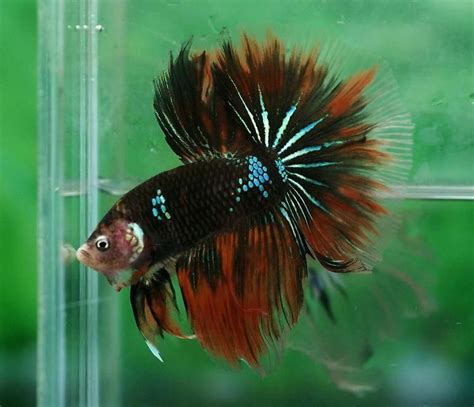 Cool Pet Fish For Beginners Pets Animals Us