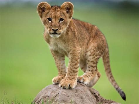 Lion Cub Cute Baby Animal Zoo