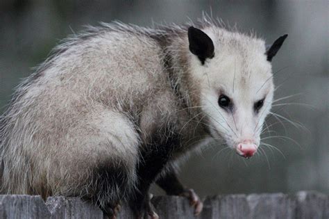 Opossum12 Fascinating Facts And How To Get Rid Of Them Pest Wiki