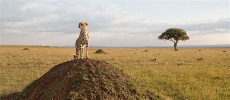 Check spelling or type a new query. Exclusive Travel Tips for Your Destination Masai Mara in Kenya