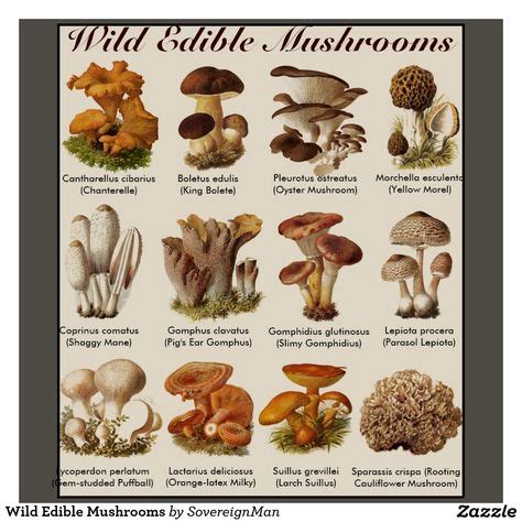 Types Of Edible Mushrooms With Pictures Google Search Mushrooms