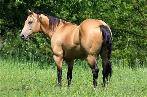 Buckskin Beauty For The Love Of Horses Pinterest Horse American