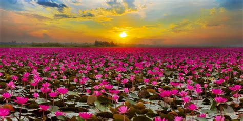 The Red Lotus Sea Thailands Magical Freshwater Lake