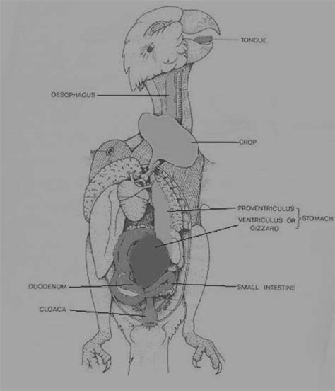 Budgie Anatomyevery Thing You Need To Know About Budgie Anatomy
