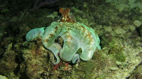 Caribbean Reef Octopus Hunting At Night Dive The Dark Flickr