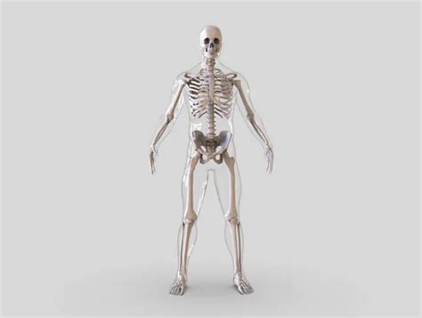 Human Skeleton Bones Anatomy Structure Human Body Isolated Render Stock