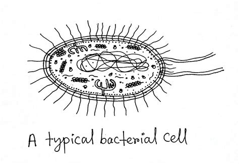 Structure And Function Of A Typical Bacterial Cell With Diagram