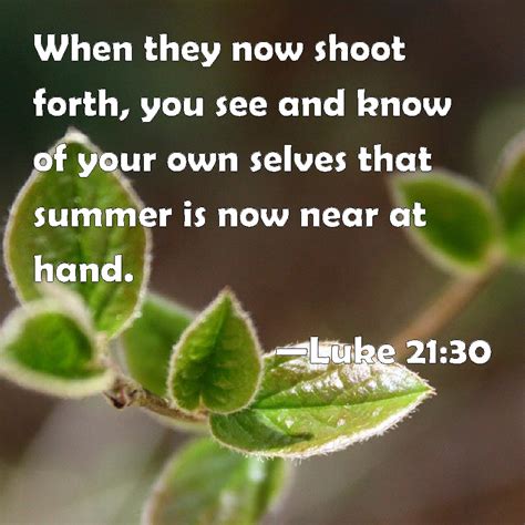 Luke 2130 When They Now Shoot Forth You See And Know Of Your Own