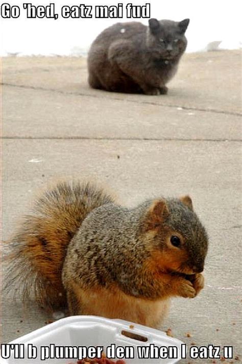 Cat And Squirrel Funny Animal Humor Photo 19964556 Fanpop
