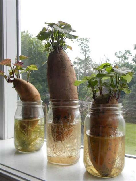15 Vegetables Magically Regrow From Kitchen Scraps
