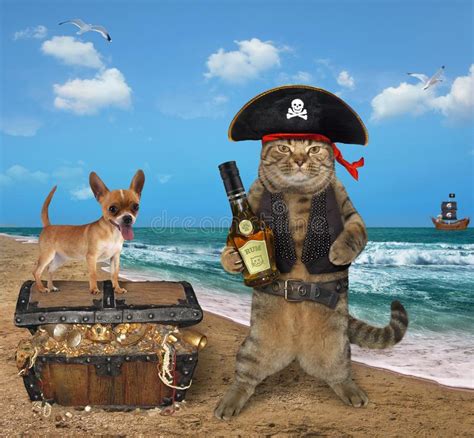Cat Pirate With Treasures On The Seashore Stock Image Image Of