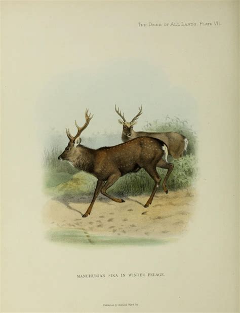 Manchurian Sika Deer Encyclopedia Of Life