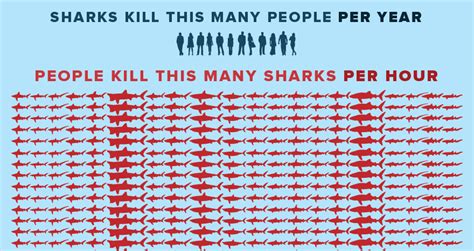 Stunning Infographic Shows Who Kills Who In Sharks Vs Humans