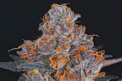 Your Essential Guide To When Cannabis Buds Are Ready To Harvest Ed Rosenthal