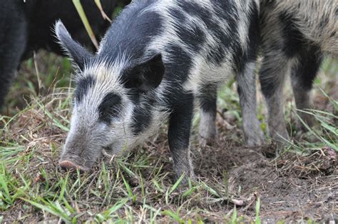 ‘swine Bomb Set To Go Off As Us Feral Pig Population Continues To
