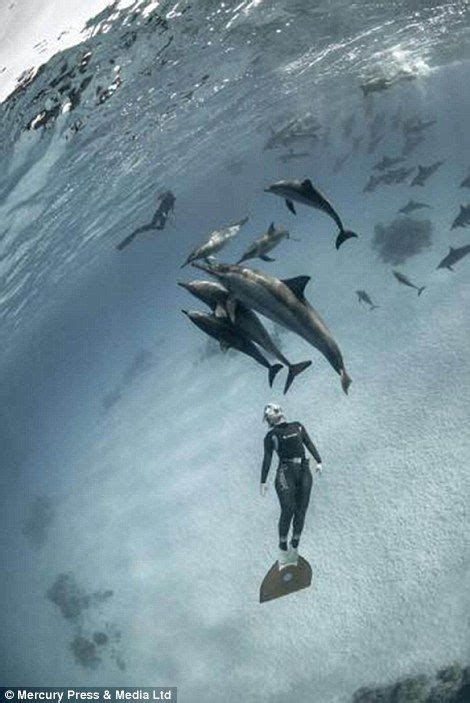 Free Diver Photographs His Swim With A Pod Of 100 Dolphins Navy Diver
