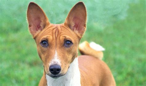 Basenji Breed Information Vetstreet Vetstreet