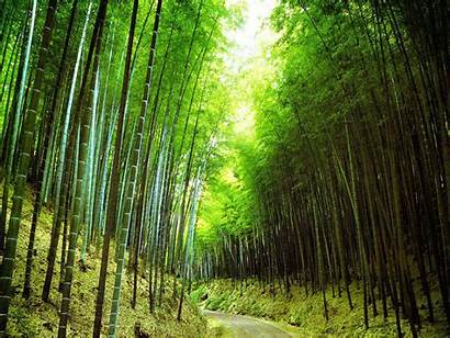 Bamboo Forest Wallpapers Backgrounds Tag
