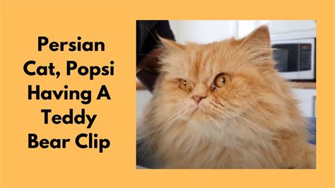 Teddy Bear Clip On Persian Cat Youtube