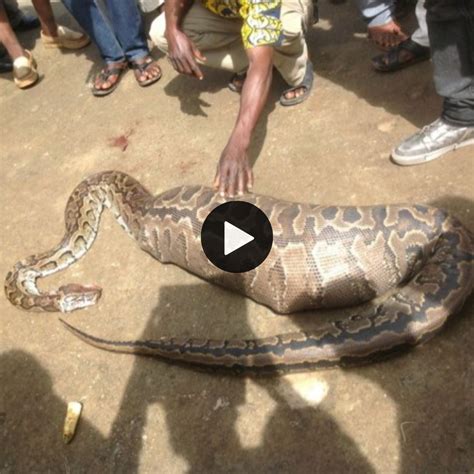Stomach Churning Moment Watch Python Swallow Fully Grown Goat Whole