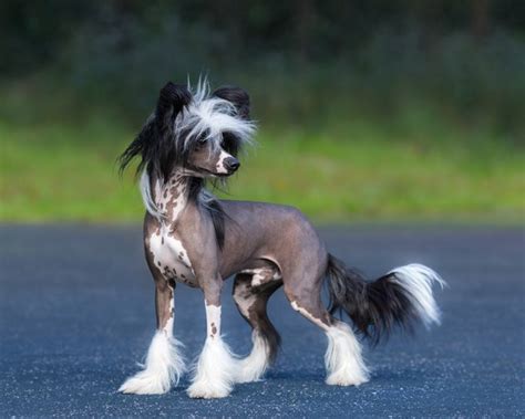 Chinese Crested Dog Breed Facts And Information Cuteness