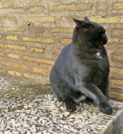 Velg blant mange lignende scener. Rome's Colosseum… Where Hippos and Rhinos Once Fought ...