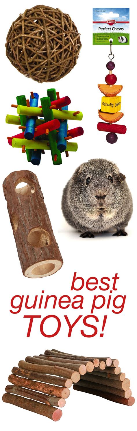 The Best Guinea Pig Toys Reviewed By Our Own Guinea Pigs