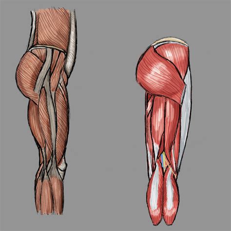 Artstation Leg Muscle Anatomy