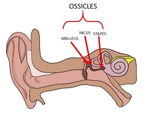 Ossicles Definition — Neuroscientifically Challenged