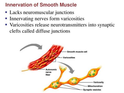 Ppt Smooth Muscle Powerpoint Presentation Id2401776