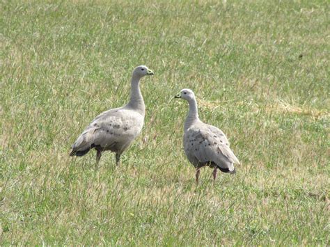 Cape Barren Geese Near Murray Bridge Trevors Birding