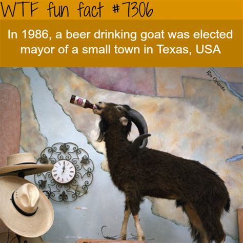 Beer Drinking Goat Becomes A Mayor Wtf Fun Fact