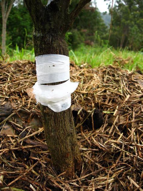 Cottony cushion scale like moist, cool conditions and do well in citrus trees with dense canopies. Forum: Scale On Citrus