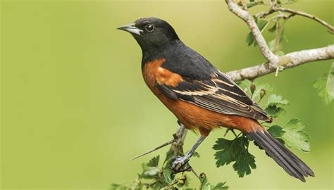 All About Orioles And How To Attract Them Wild Birds Unlimited Wild