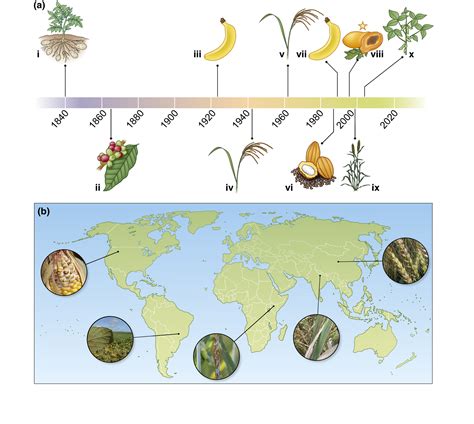 Genetically Modified Crops Process