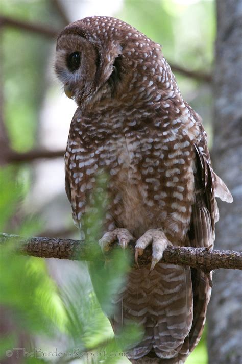 The Northern Spotted Owl One Of The Most Studied Owls In