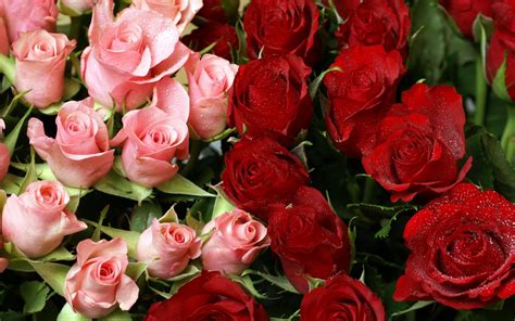 Pink And Red Roses Bouquet Wallpapers Hd Wallpapers Id 8552