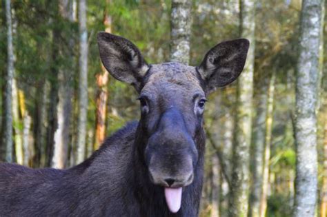 Funny Moose Stock Photos Pictures And Royalty Free Images Istock