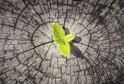 Una vida feliz y plena no depende de la ausencia de experiencias adversas, sino de cómo respondemos ante este tipo de. Qué es la resiliencia