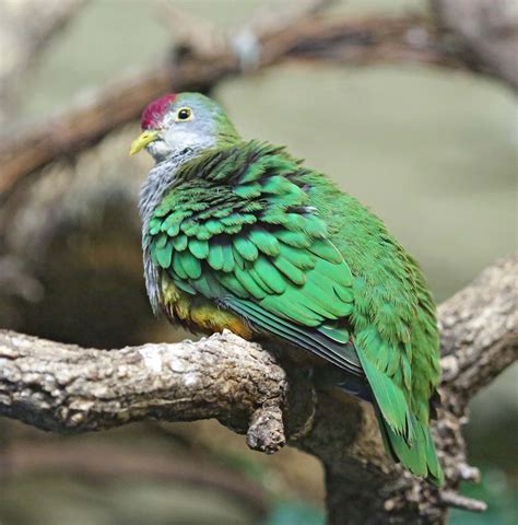 Pictures and information on Beautiful Fruit-Dove