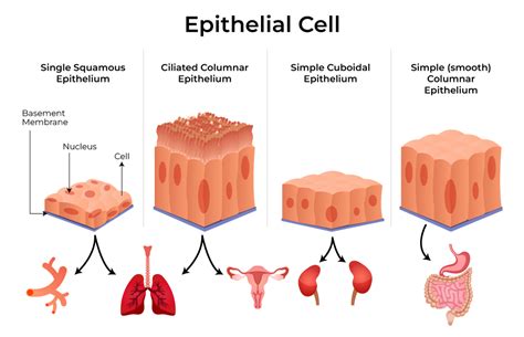 Epithelial Tissue Introduction Characteristics Types Importance