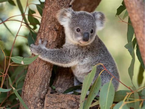 Why Do We Love Koalas So Much Because They Look Like Baby Humans