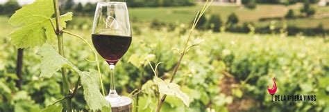 Mejores Vinos Ribera Del Duero 🍇