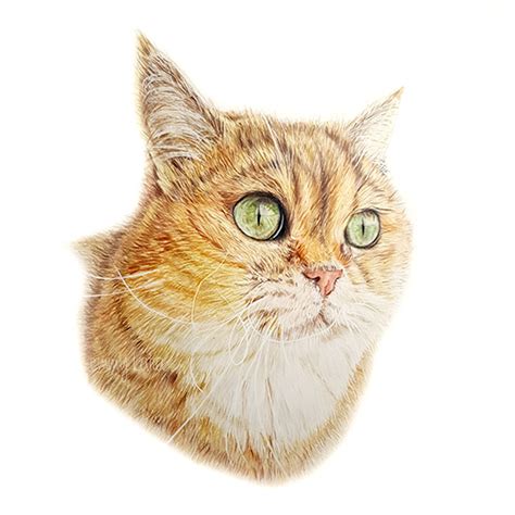Realistic Cat Drawing With Colored Pencils By Emmykalia