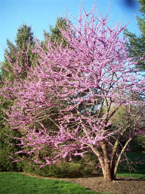 Putting Some Spring In Your Step With Flowering Trees Tomlinson Bomberger