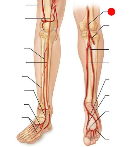Lower Extremity Vasculature Arteries Nerves Flashcards Quizlet