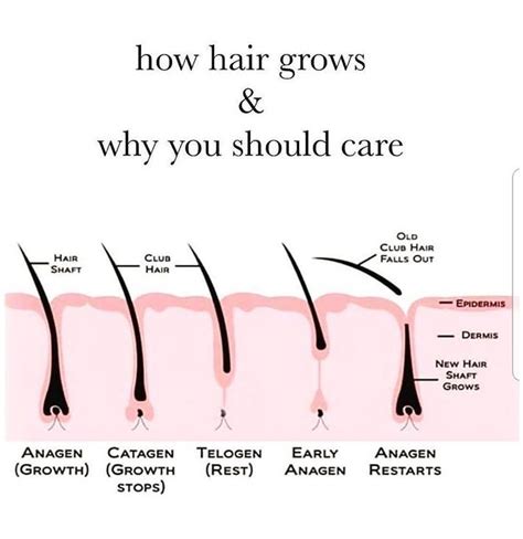 Go To The Webpage To Learn More On Cosmetology Courses Hair Growth