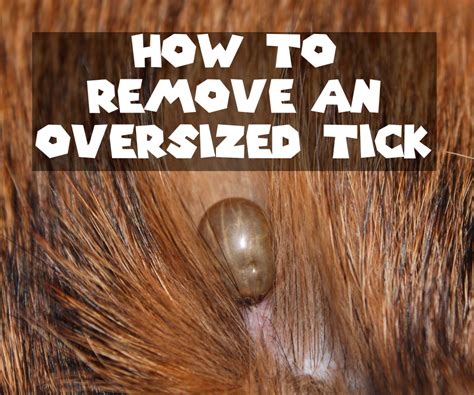 How To Kill Ticks On Dogs