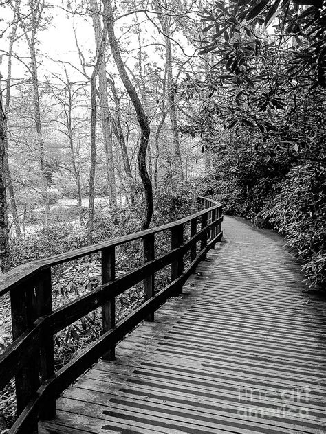 Winding Wooden Path Photograph By Elaine J Hoffman